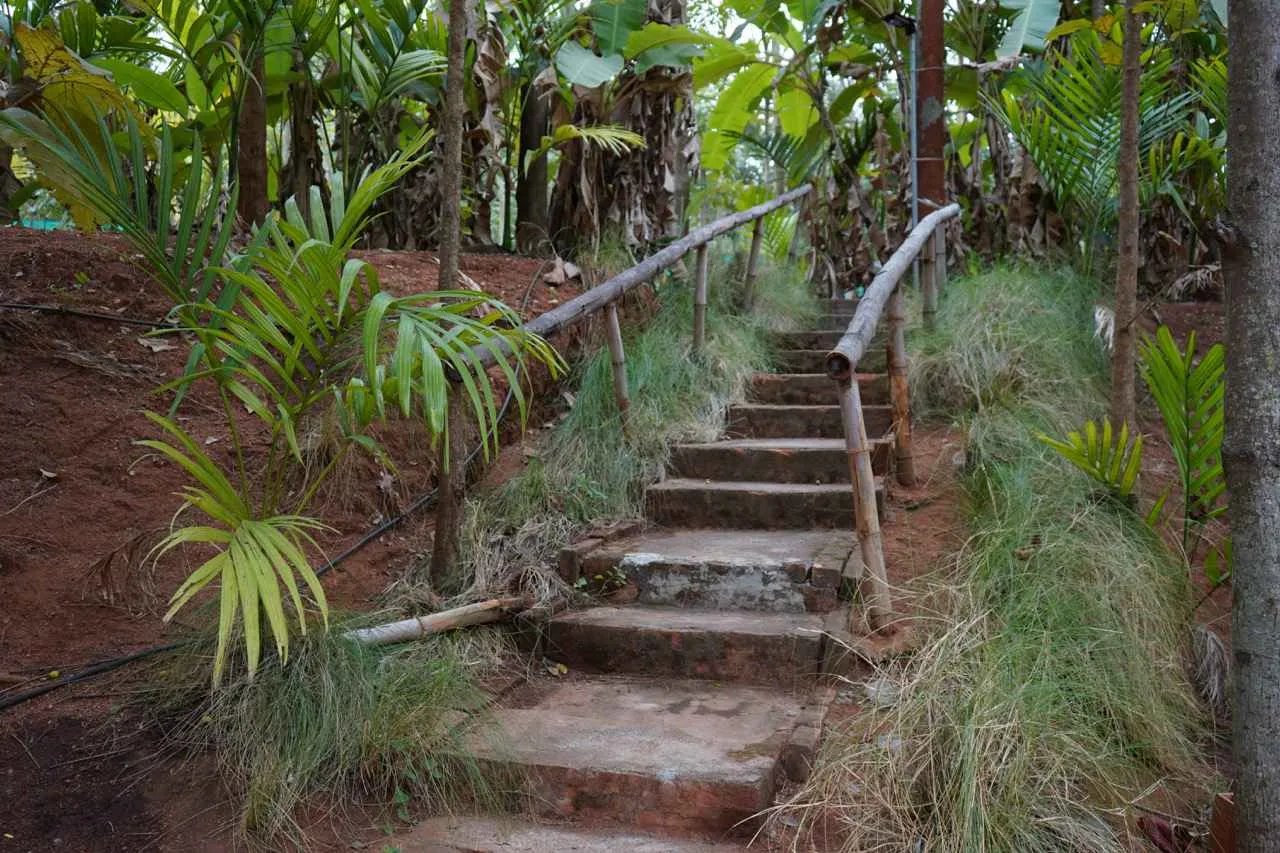 Farm trail through areca nut trees at Virama Farm Stay, 3-acre farm near Bangalore